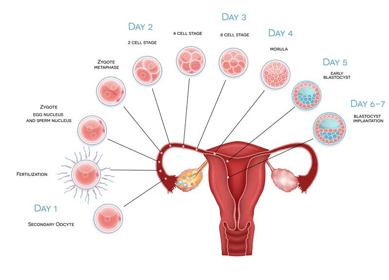 Ovulation Symptoms