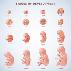 week-by-week-pregnancy-development