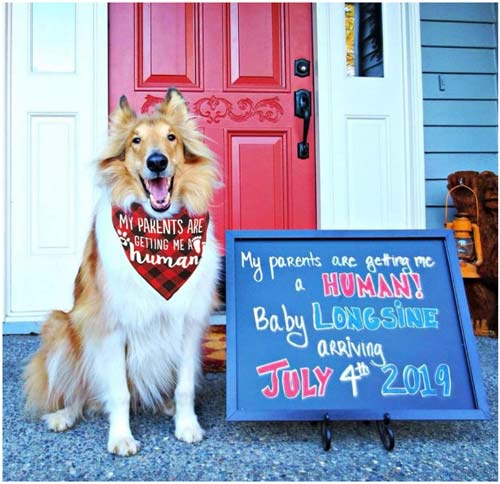 pregnancy-announcement-for-parents-dog