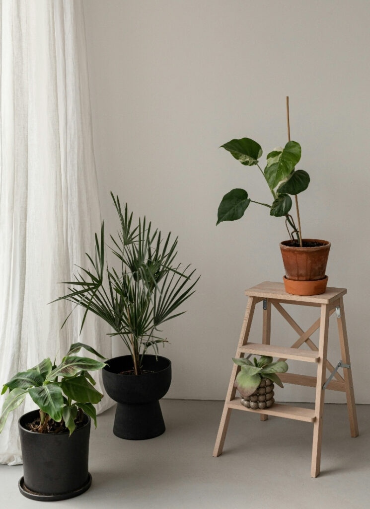 Build a Magical Plant Corner