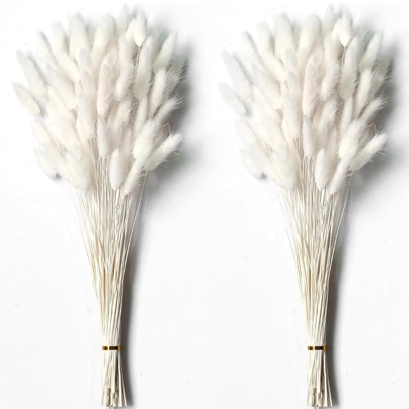 Dried Pampas