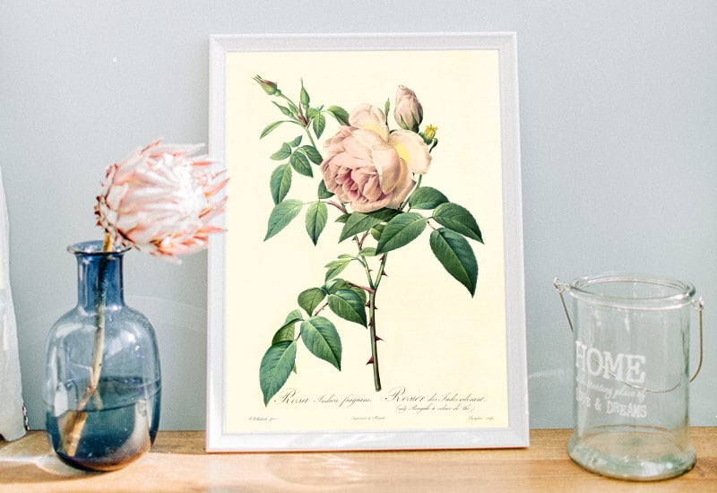 25+-Free-Vintage-Botanical-Prints---Gorgeous-Printables