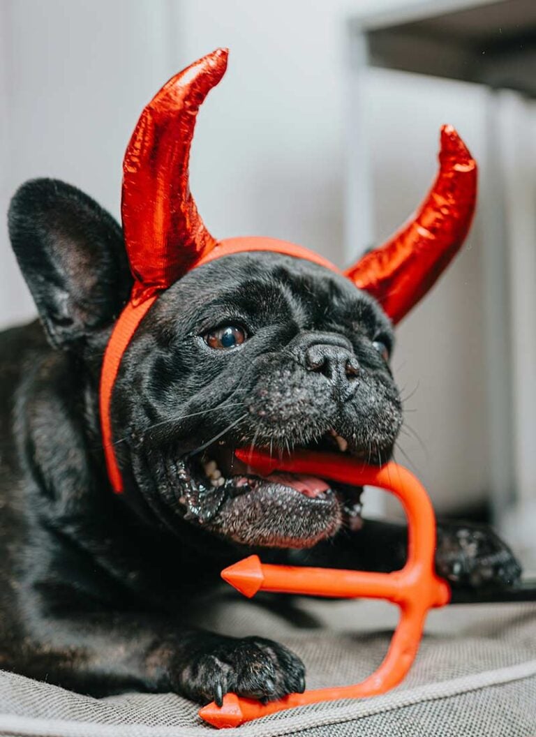 Halloween-costume-ideas-for-your-dog
