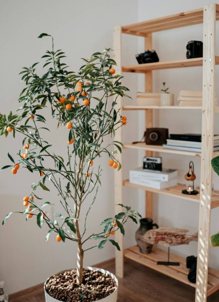 Go Big with a Potted Tree