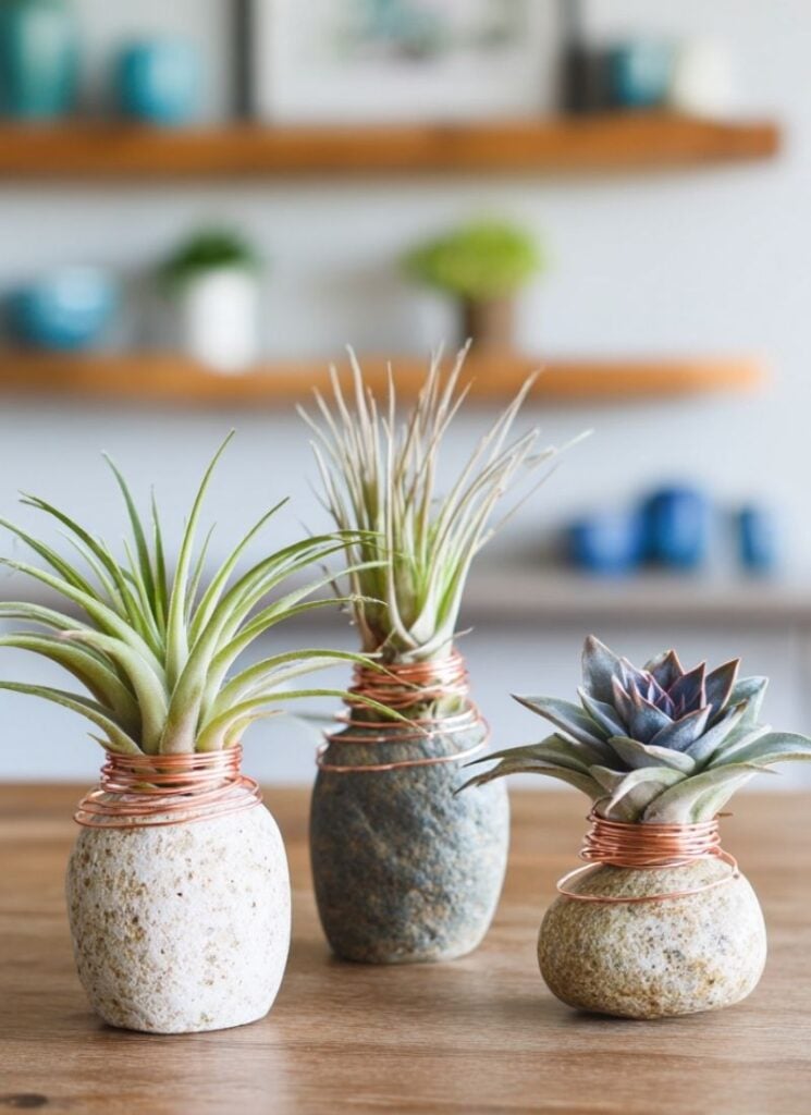 Make Some Adorable Air Plant Holders